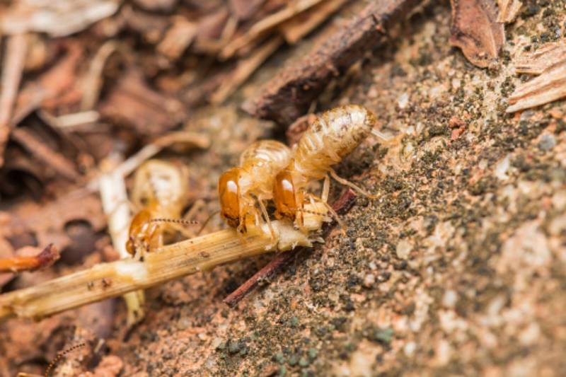 VOS DIAGNOSTICS IMMOBILIER 